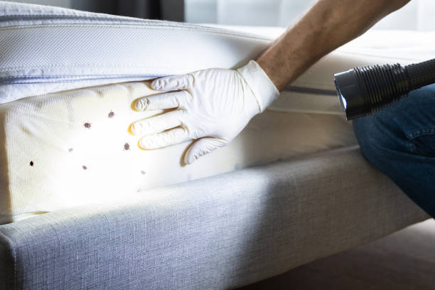 Best Local Pest Control Services  in Roundup, MT